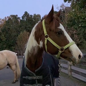 Meet your Posher, Cchar